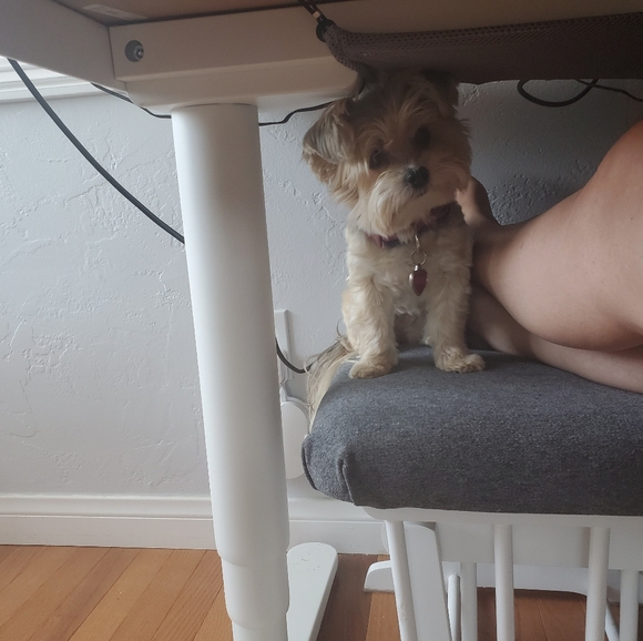 Meet your Posher, Samantha - Picture 2 of 4